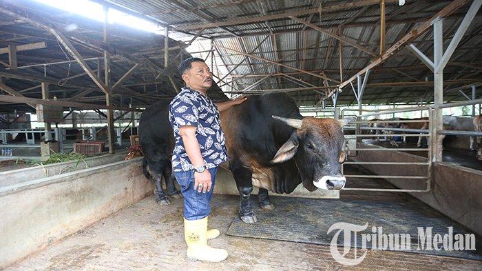 Kebutuhan Sapi di Deli Serdang Capai 23.000 Ekor,Tapi Dinas Pertanian ... Daging kambing di Hamparan Perak, Deli Serdang