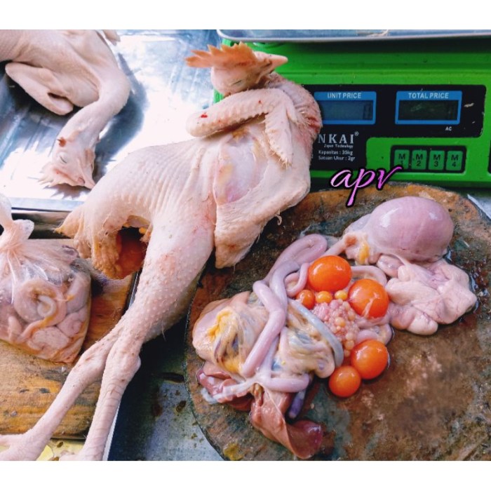 Ayam merah petelur di Cidolog, Ciamis