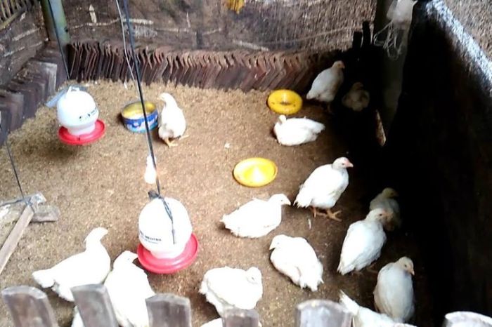 Tips Ternak Ayam yang Perlu Anda Ketahui Saat Telur Baru Menetas, Apa ... Budidaya ternak ayam di Tayu, Pati