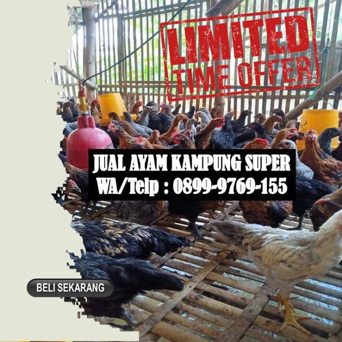 ENAK,Produsen Ayam Joper | Ayam Jawa Super | Ayam Kampung Super ... Ayam layer di Muara Sabak Barat, Kabupaten Tanjung Jabung Timur