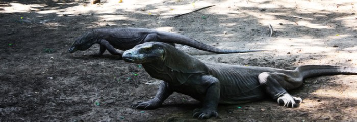 Daun penggemuk ayam di Komodo, Manggarai Barat