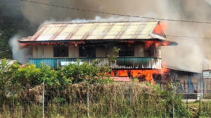 Daun penggemuk ayam di Kamu Utara, Kab. Dogiyai