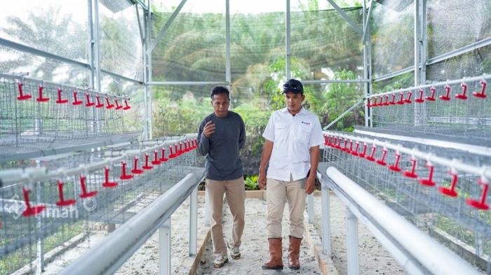 Dukung Ketahanan Pangan, PT Timah Serahkan Bantuan Usaha Budidaya Ayam ... Dukung Ketahanan Pangan, PT Timah Serahkan Bantuan Usaha Budidaya Ayam ...