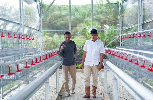 Budidaya ayam di Mandiangin Koto Selayan, Kota Bukittinggi