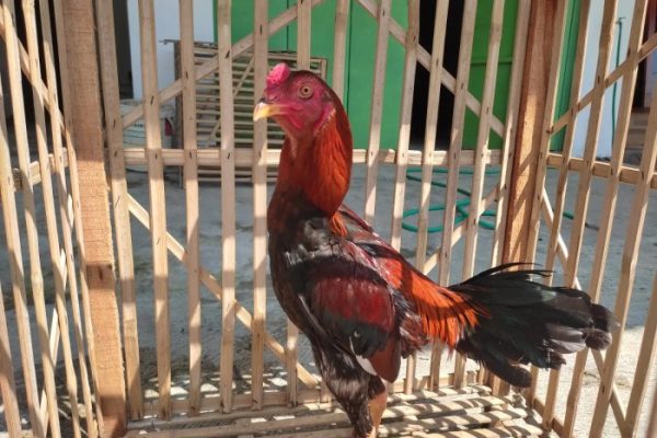 Rahasia Sisik Kaki Ayam Pembunuh - Beternak Ayam