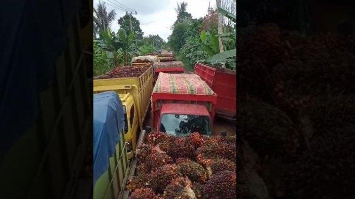 Ayam layer di Kumpeh, Kabupaten Muaro Jambi