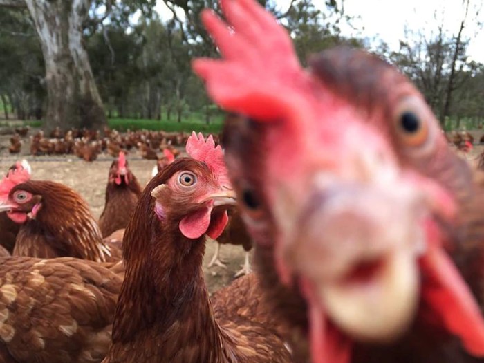 Dibantu KUR, Peternak Ayam Petelur di Bali Mulai Bangkit Dibantu KUR, Peternak Ayam Petelur di Bali Mulai Bangkit