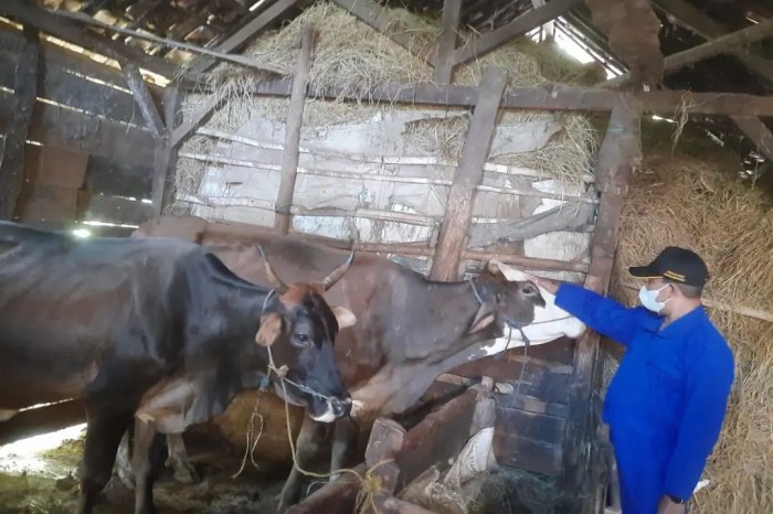 Susu kambing di Lamongan, Kabupaten Lamongan