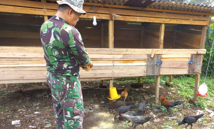 Beternak Ayam Kampung Guna Menambah Penghasilan Sehari-Hari, Babinsa ...
