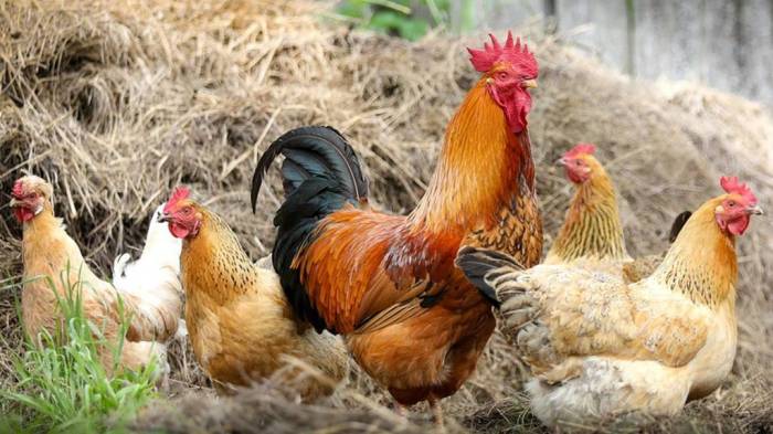 YANG LAGI VIRAL NIH ⁉️ SEPUTAR AYAM SASSO SEBAGAI MATERI PERSILANGAN ... YANG LAGI VIRAL NIH ⁉️ SEPUTAR AYAM SASSO SEBAGAI MATERI PERSILANGAN ...