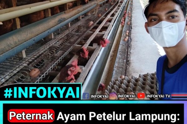 Peternak Ayam Petelur Lampung: Harga Telur di Lampung Masih Terendah ...