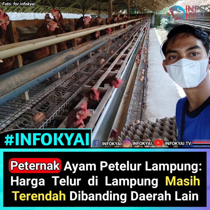 Rahasia Beternak Intensif Ayam Kampung, Cepat Panen dan Menghemat Pakan ...
