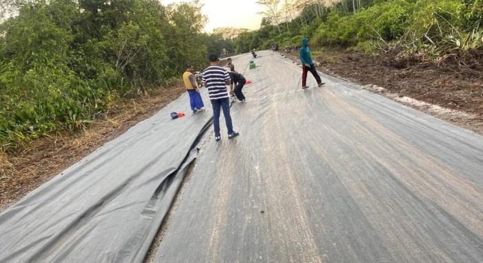 #90 Daun-daun/tumbuhan untuk ayam kampung, sihat dan jimat kos makan ... Daun penggemuk ayam di Pulau Petak, Kapuas