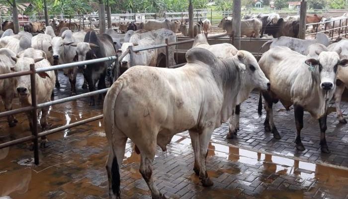 Budidaya ternak ayam di Demak, Kab. Demak