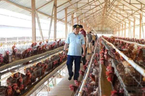 Bisakah Industri Peternakan Ayam Membantu Menyelamatkan Iklim? - Global ...