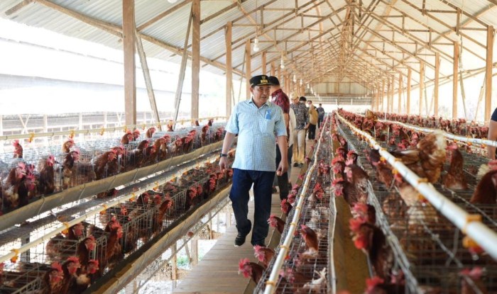 Bisakah Industri Peternakan Ayam Membantu Menyelamatkan Iklim? - Global ... Bisakah Industri Peternakan Ayam Membantu Menyelamatkan Iklim? - Global ...