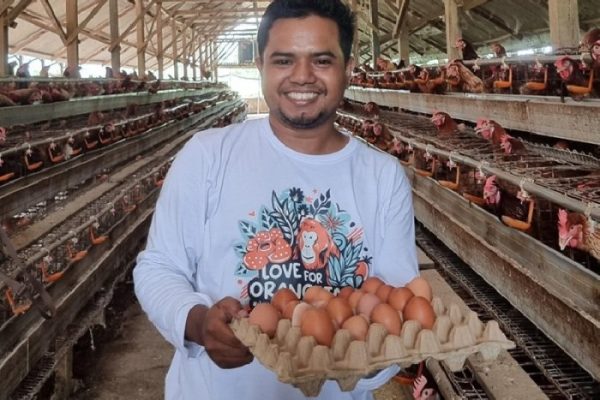 Ternak ayam petelur di Laut Tawar, Aceh Tengah