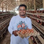 Usaha Ternak Ayam Petelur 100 ekor Untuk Pemula