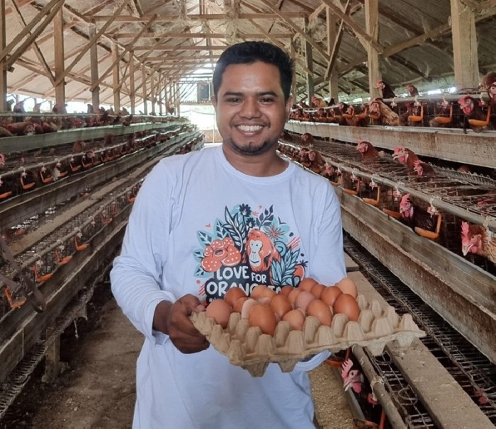 Ternak ayam petelur di Banda Baro, Aceh Utara