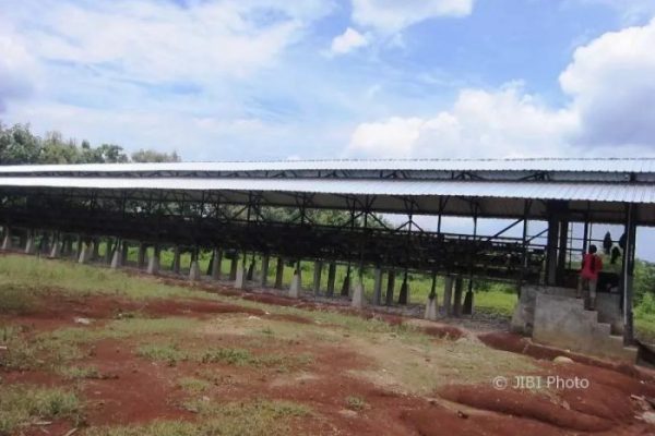 Peternakan Ayam Tradisional Ayam Kampung Asli Indonesia Yang Kuat Dan ...