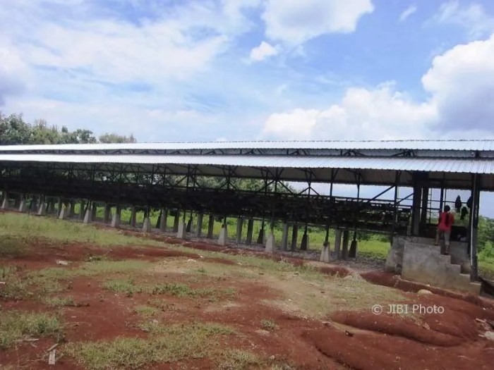 Peternakan Ayam Tradisional Ayam Kampung Asli Indonesia Yang Kuat Dan ...