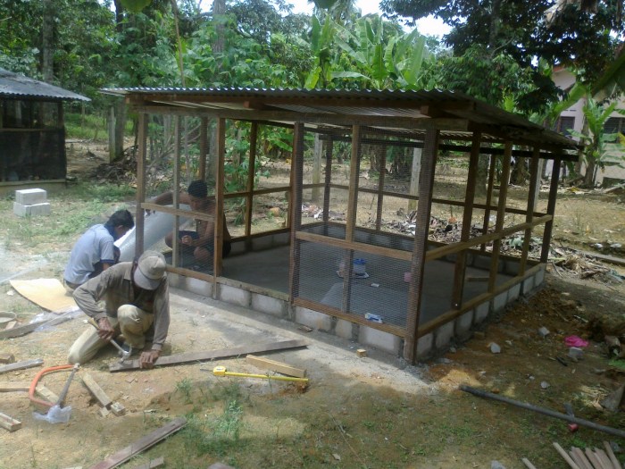 TERNAKAN AYAM KAMPUNG DAN KINI IKAN TILAPIA: Reban anak ayam Budidaya ternak ayam di Reban, Batang