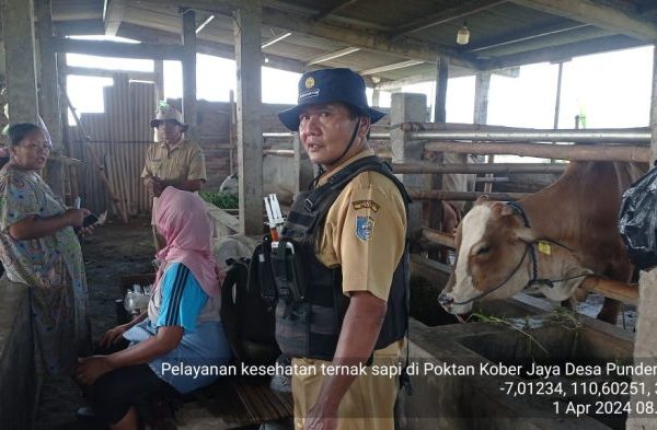 ternak ayam kalimantan - YouTube