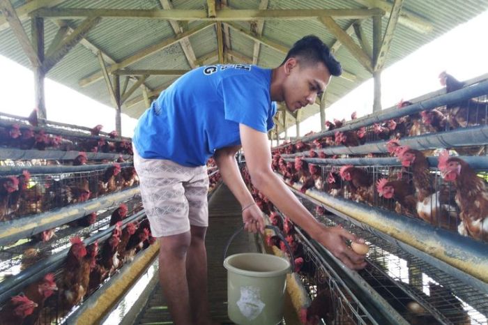 Kampung Ayam Petelur di Ciamis Capai Omzet Rp 500 Juta per Hari ...