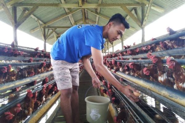 Ayam petelur jantan di Simpang Alahan Mati, Kabupaten Pasaman