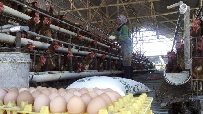 Pemberdayaan 5000 Ekor Ayam Petelur 90% Produktif | SINKAP Ayam petelur jantan di Sintuk Toboh Gadang, Kabupaten Padang Pariaman