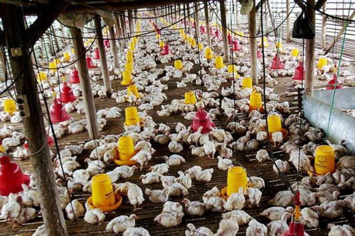 Peluang Bisnis: Usaha Ternak Ayam Pedaging Sistem Kemitraan Peluang Bisnis: Usaha Ternak Ayam Pedaging Sistem Kemitraan