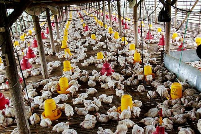 Harga Ayam Broiler dan Daging Sapi Kompak Naik, Berikut Harga Pangan di ... Harga Ayam Broiler dan Daging Sapi Kompak Naik, Berikut Harga Pangan di ...