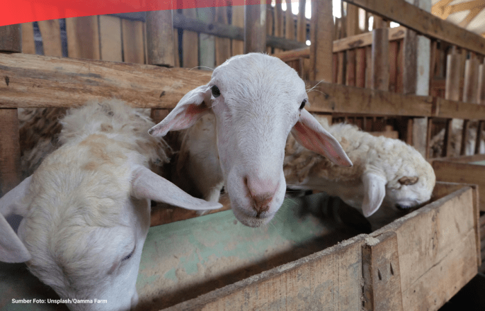 Daging kambing di Tambangan, Mandailing Natal