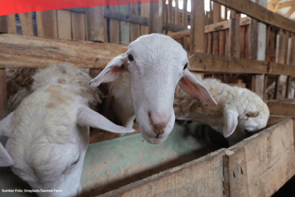 Daging kambing di Banyumas, Kabupaten Banyumas