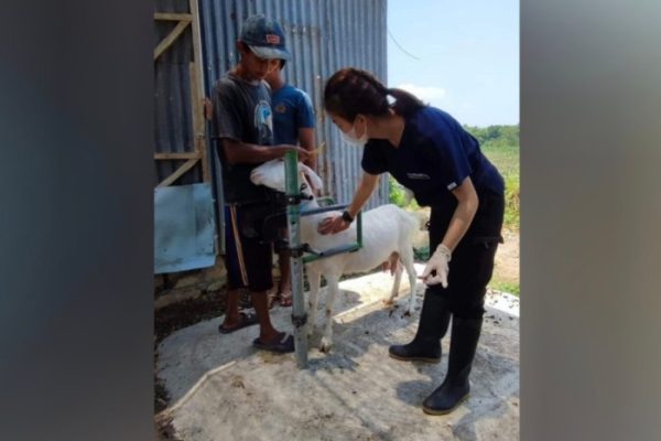 Susu kambing di Sekar, Bojonegoro