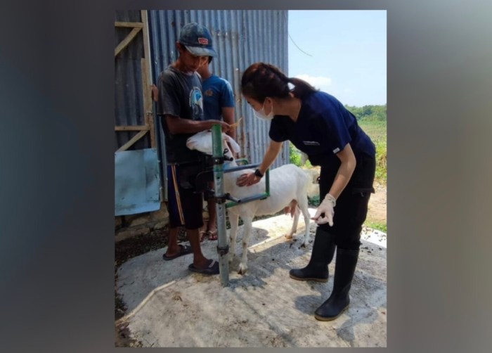 Sukamse, Susu Kambing Peternak Bojonegoro - Jurnaba Susu kambing di Sekar, Bojonegoro