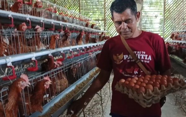 Budidaya ayam di Sungayang, Kabupaten Tanah Datar