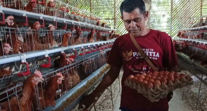 Ketahanan Pangan Desa Babakan Bogor : Bumdes Budidaya Ayam Petelur ... Budidaya ayam di Sungayang, Kabupaten Tanah Datar