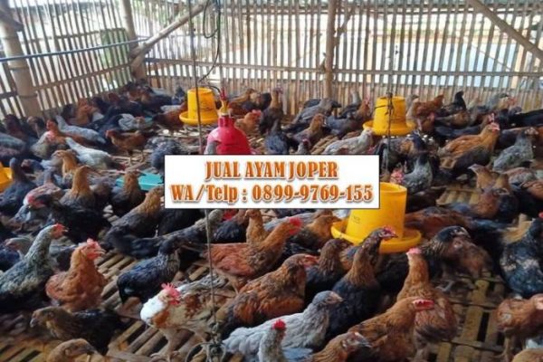 FRESH, Produsen Ayam Joper | Ayam Jawa Super | Ayam Kampung Super Palu ...