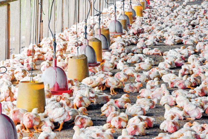 Bisnis Ayam Potong Kampung, Bisnis Rumahan Omzet Jutaan - Distributor ...