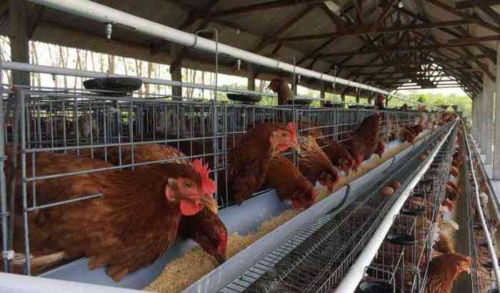 Ayam merah petelur di Leuwimunding, Majalengka