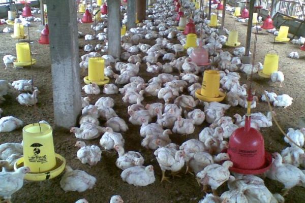 Budidaya ternak ayam di Semarang Barat, Kota Semarang