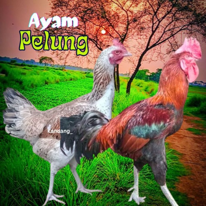 Ayam pelung jumbo di Pajangan, Bantul