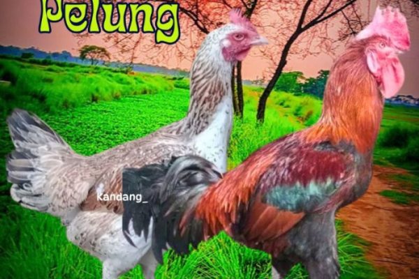 Ayam pelung jumbo di Ponjong, Gunungkidul