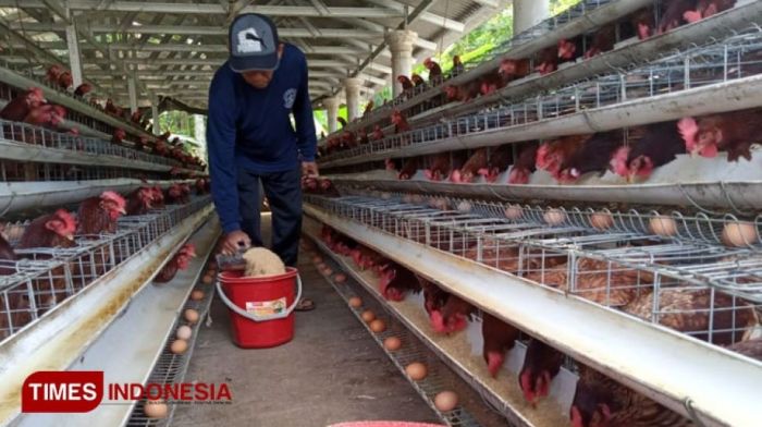 Ayam ternak di Pulosari, Pemalang