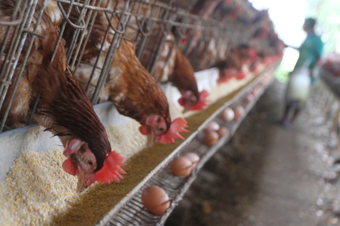 Harga Telur Ayam Selangit, Peternak Jombang Full Senyum - TIMES Indonesia Harga Telur Ayam Selangit, Peternak Jombang Full Senyum - TIMES Indonesia