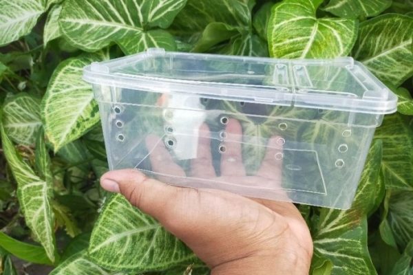 Jual KOTAK KECIL KANDANG REPTIL TARANTULA SCORPION GECKO/KANDANG HEWAN ...