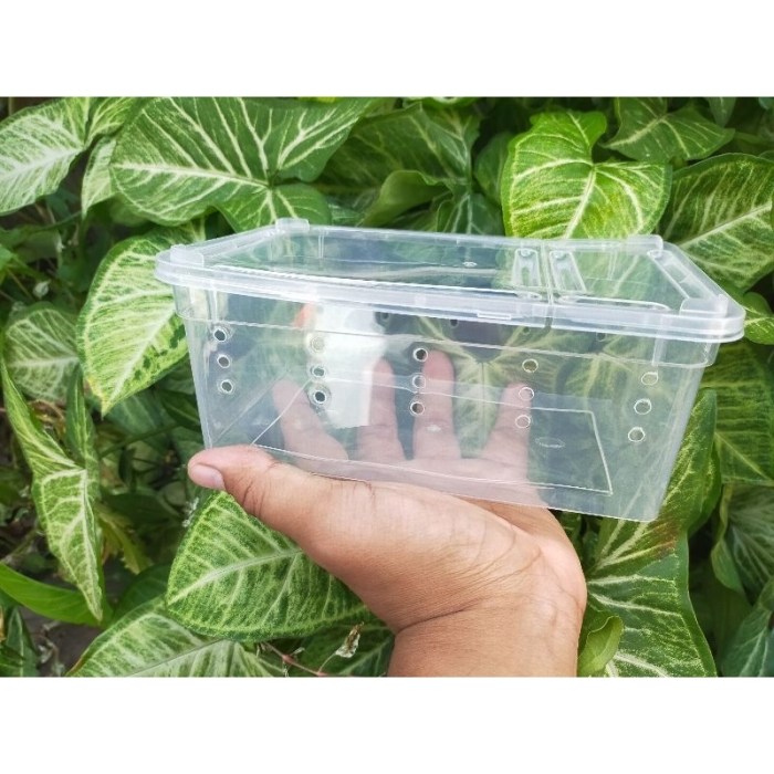 Jual KOTAK KECIL KANDANG REPTIL TARANTULA SCORPION GECKO/KANDANG HEWAN ...