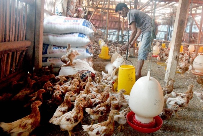 Modal Ayam Ternak Petelur 1000 Ekor, Begini Perawatannya! Modal Ayam Ternak Petelur 1000 Ekor, Begini Perawatannya!