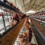 Ternak ayam petelur di Waway Karya, Lampung Timur